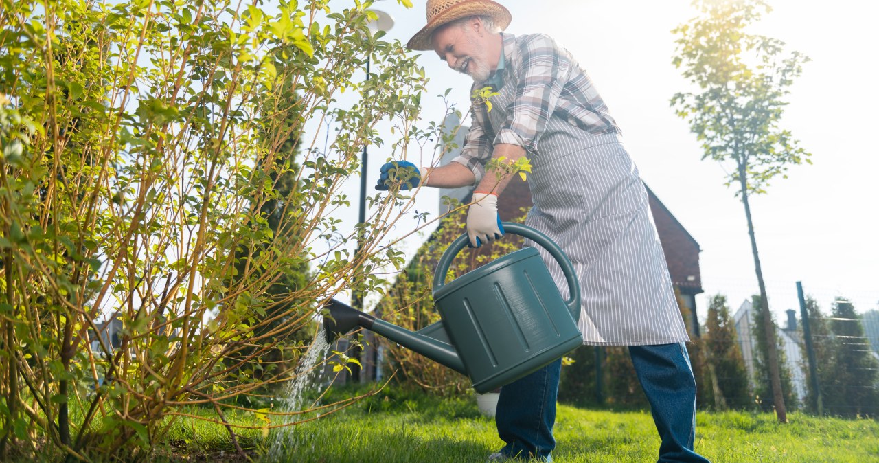Zagotuj i podlej grządki. Turkuć podjadek wyniesie się do sąsiada