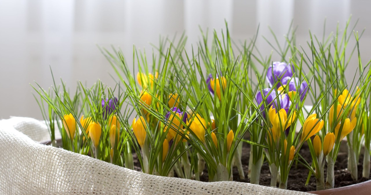 Nie szukaj ich w górach. Krokusy możesz uprawiać na parapecie