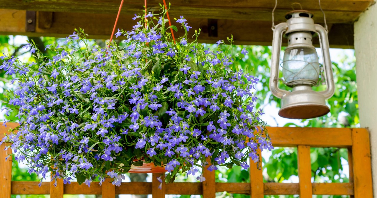 To ostatni moment na wysiew lobelii. Kwiatów będzie wiecej, niż liści