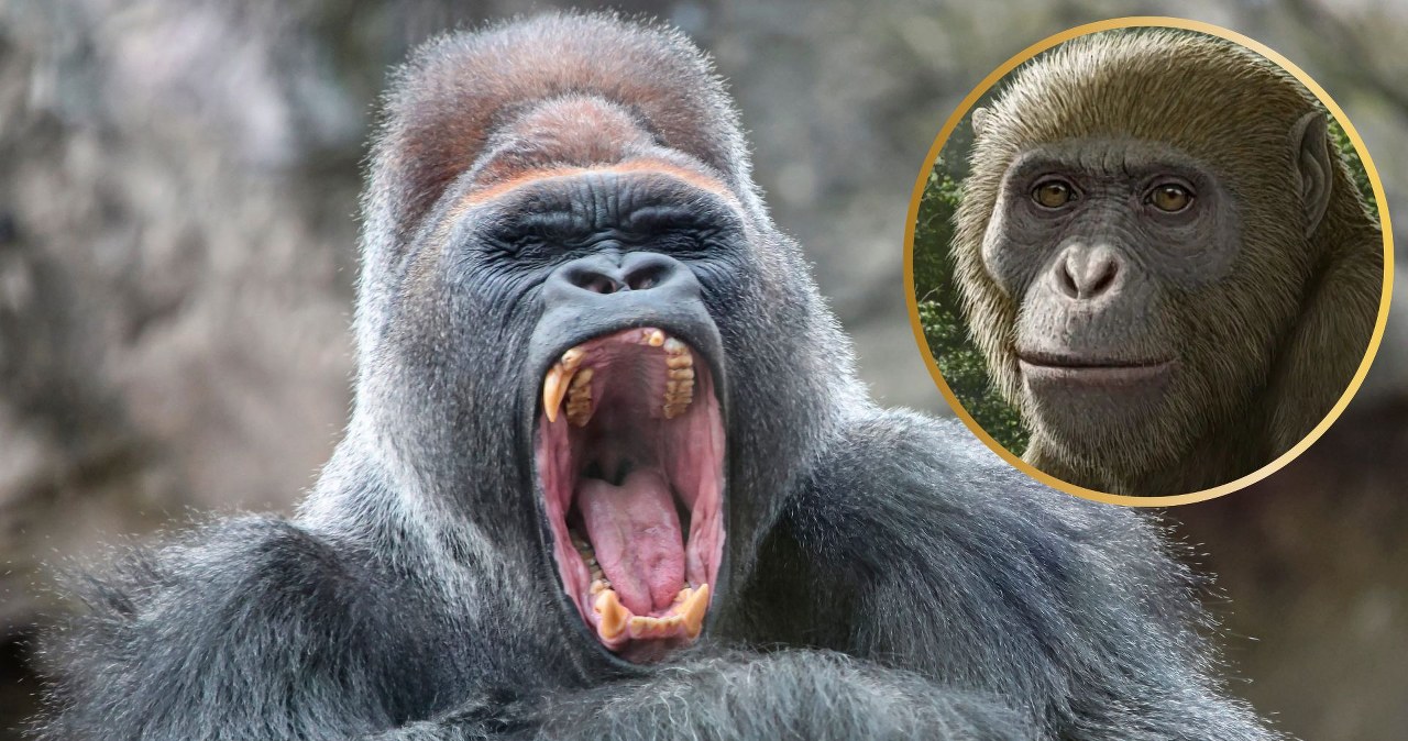 Zaskakujące odkrycie ws. małp. Rozwinęły się gdzie indziej, niż myśleliśmy Zaskakujące odkrycie ws. małp. Rozwinęły się gdzie indziej, niż myśleliśmy