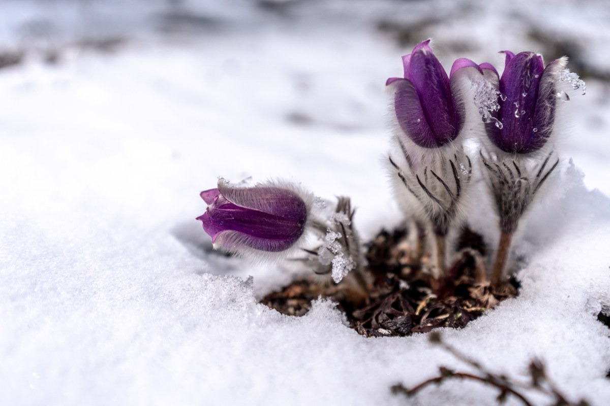 Śnieg sypnął i przykrył tatrzański symbol wiosny. To nie koniec opadów
