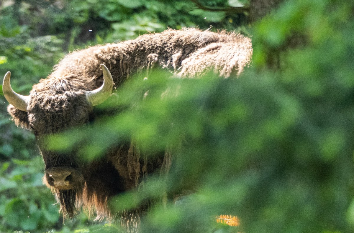 Policzono bieszczadzkie żubry. Jest rekord