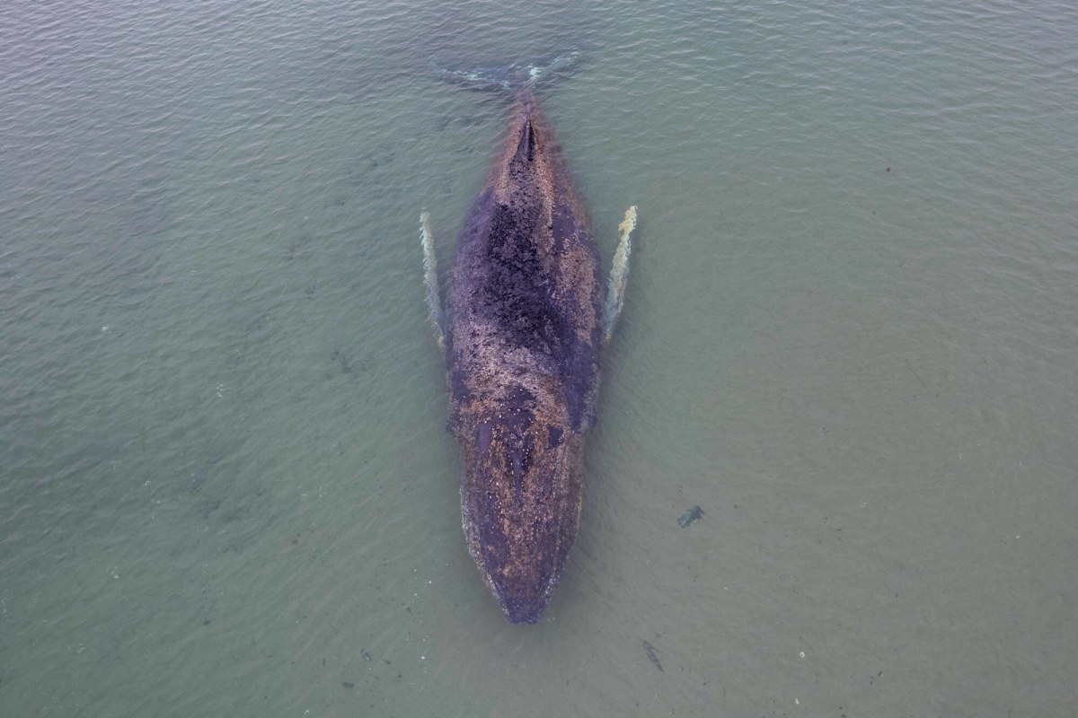Uwolnił się, ale walka o jego życie trwa. Los humbaka niepokoi wiele osób