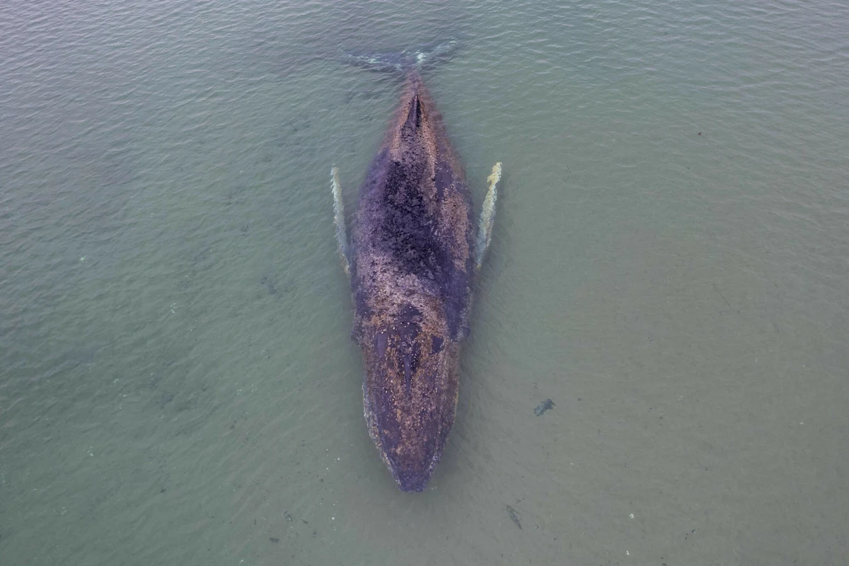 Znów pływa w Bałtyku, ale do happy endu daleko. Chodzi o młodego humbaka, który w nocy z niedzieli na poniedziałek utknął na mieliźnie na północy Niemiec u wybrzeży Timmendorfer Strand. Tej nocy uwolnił się - podała w piątek agencja dpa. Eksperci podkreślają jednak, że zwierzę będzie bezpieczne dopiero po dotarciu do Atlantyku.