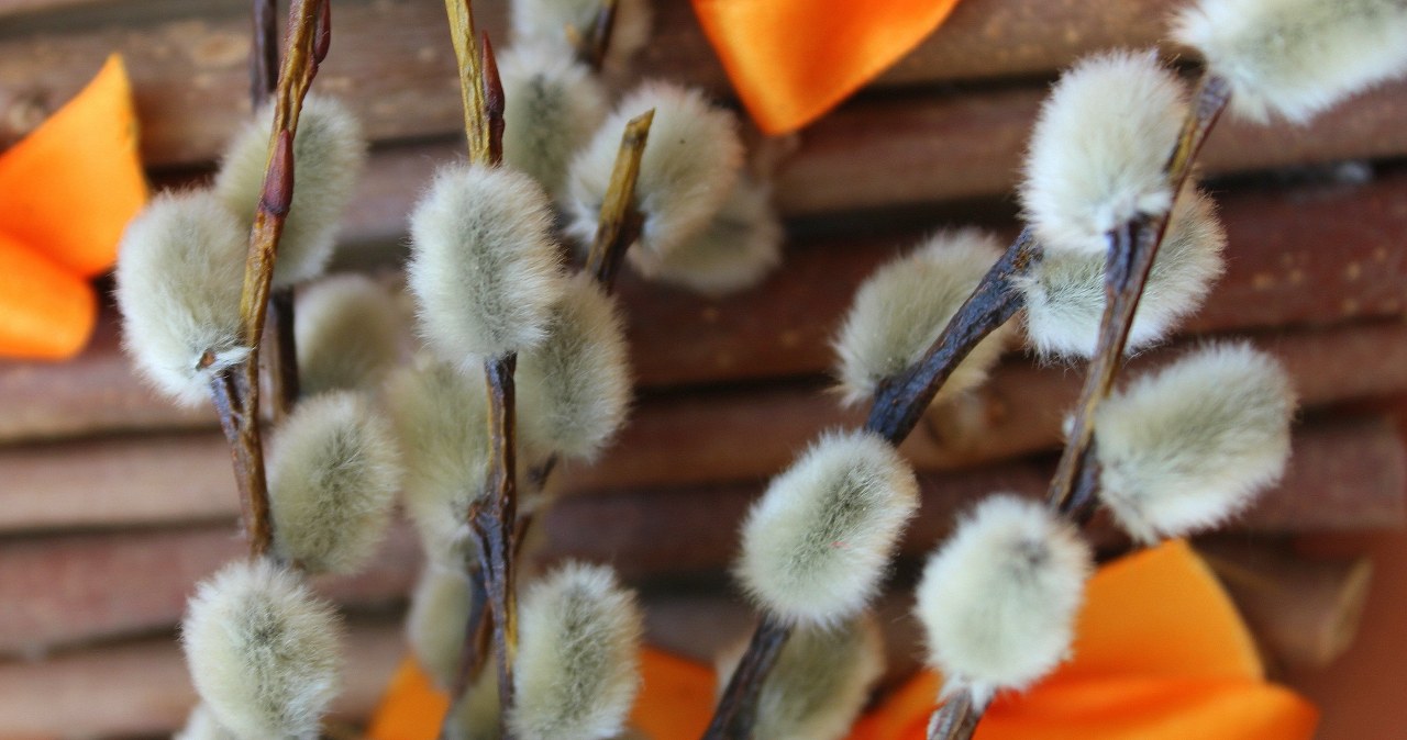 Bazie gwałtownie żółkną i opadają? Wiele osób po przyniesieniu robi jeden błąd