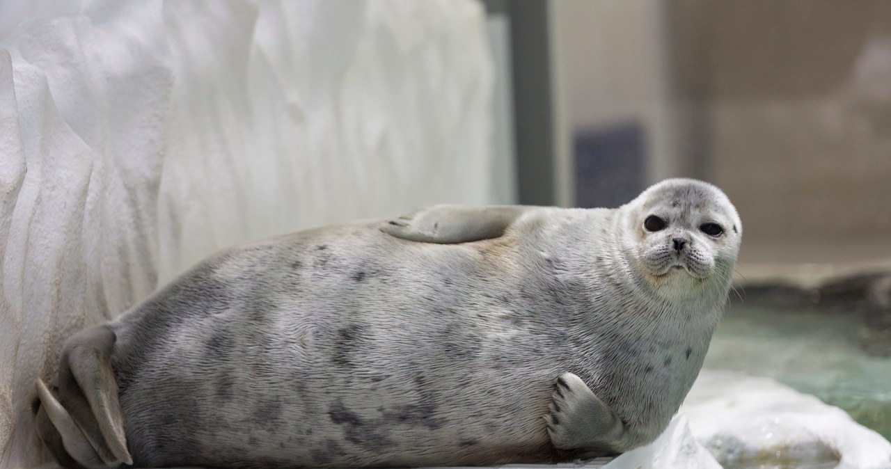 Sukces przyrodników w walce z administracją USA. Foki ocaleją Sukces przyrodników w walce z administracją USA. Foki ocaleją