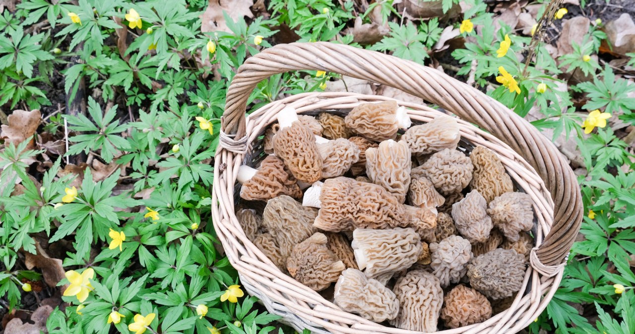 Wiosenne gatunki grzybów. Niebawem będzie ich cała masa