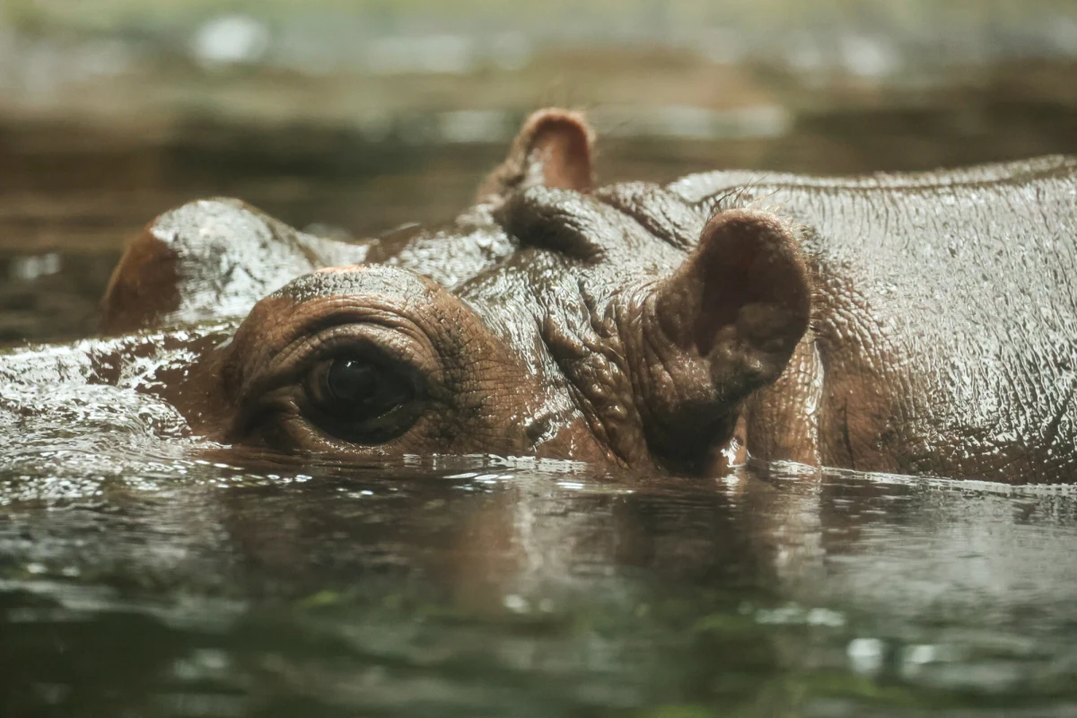 Od 1 kwietnia w warszawskim ogrodzie zoologicznym zacznie obowiązywać nowy cennik biletów. Nowy w tym przypadku znaczy droższy.