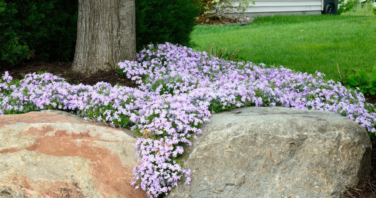 Trik ogrodników, który działa lepiej niż pielenie. Chwasty znikają same