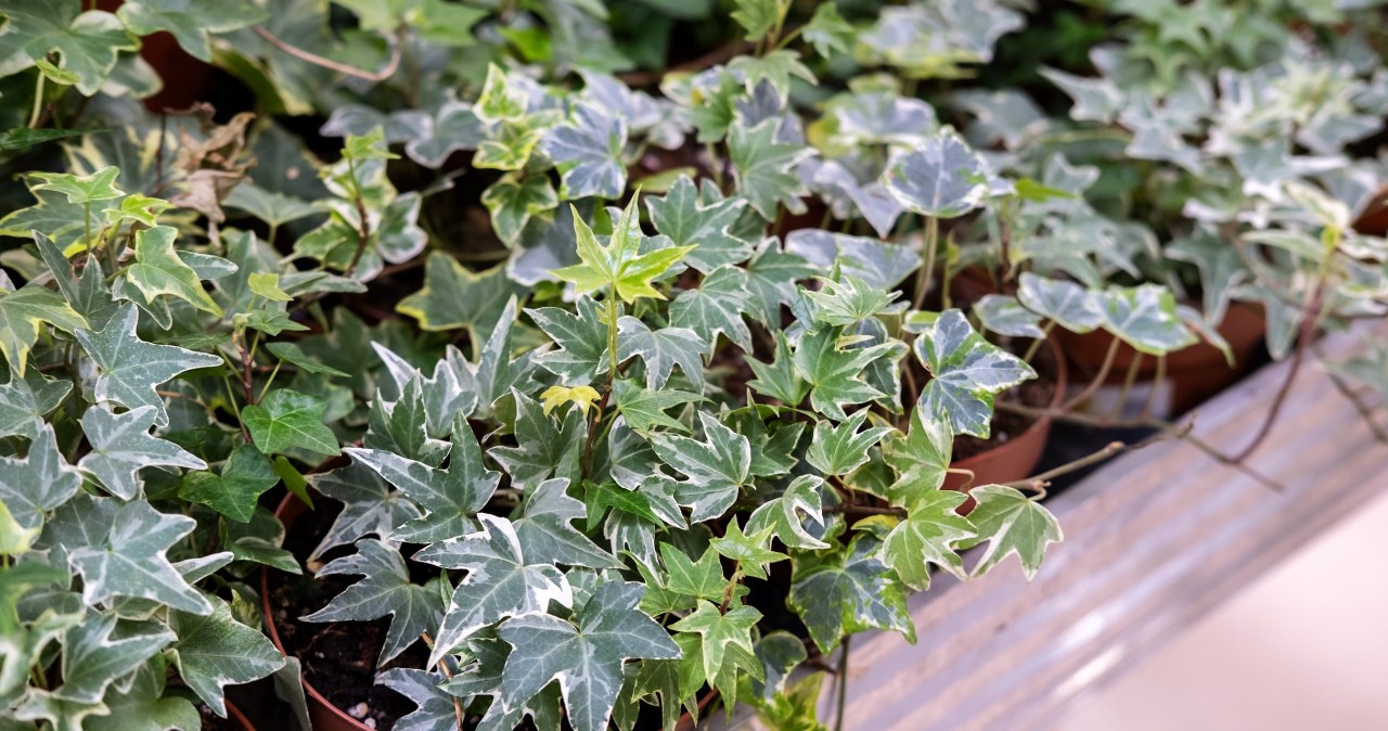 Rozpuść łyżkę we wrzątku. Bluszcz zacznie wić się bujnie i zdrowo