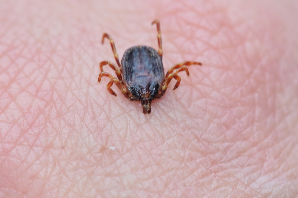 „Kleszcze-giganty” w Polsce. Naukowcy UW wskazali dokładnie, co należy zrobić
