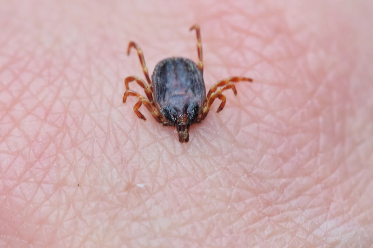 W Polsce coraz częściej pojawiają się egzotyczne kleszcze z rodzaju Hyalomma, które mogą przenosić nieznane dotąd w naszym kraju groźne patogeny. Naukowcy z Uniwersytetu Warszawskiego alarmują, że wszystkie przebadane okazy tych kleszczy zawierały bakterie wywołujące niebezpieczne choroby. Specjaliści apelują o czujność i zgłaszanie nietypowych znalezisk.