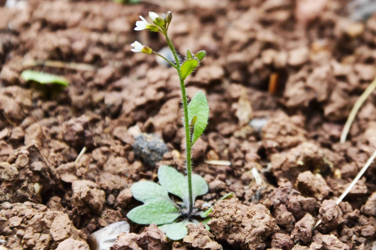 Rzodkiewnik pospolity (Arabidopsis thaliana), niepozorna roślina o drobnych, białych kwiatach, stał się bohaterem jednego z najbardziej ambitnych eksperymentów biologicznych ostatnich lat. Międzynarodowy zespół naukowców przez pięć lat śledził ewolucję tej rośliny na 30 stanowiskach rozsianych po całym świecie, od chłodnych górskich rejonów Europy po gorące pustynie Ameryki Północnej i Bliskiego Wschodu. Wyniki tych badań, opisane w czasopiśmie "Science", pozwalają na nowo spojrzeć na zdolność roślin do przystosowywania się do gwałtownie zmieniających się warunków środowiskowych oraz na granice tej adaptacji.