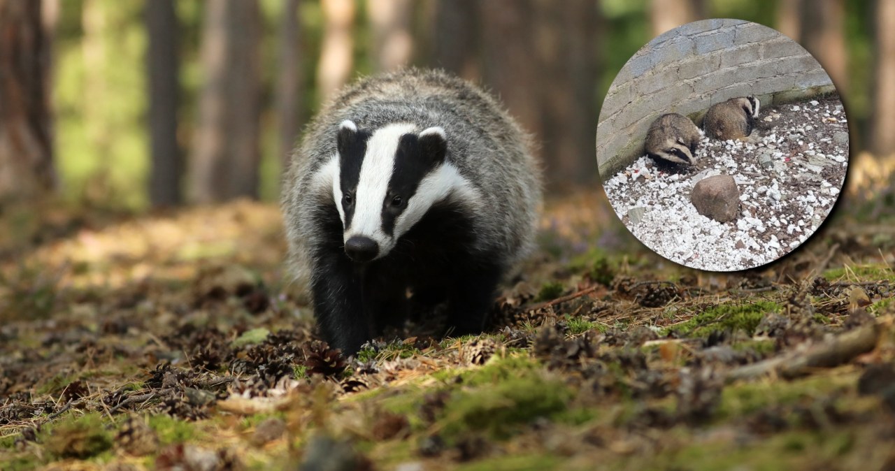 Strażnicy miejscy nieźle się zdziwili. W basenie utknęły dwa borsuki Strażnicy miejscy nieźle się zdziwili. W basenie utknęły dwa borsuki