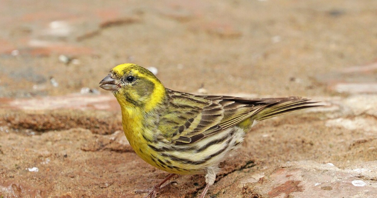 Kulczyk to polski kanarek. Niebawem przyleci do Polski, a w Rybniku zimował Kulczyk to polski kanarek. Niebawem przyleci do Polski, a w Rybniku zimował