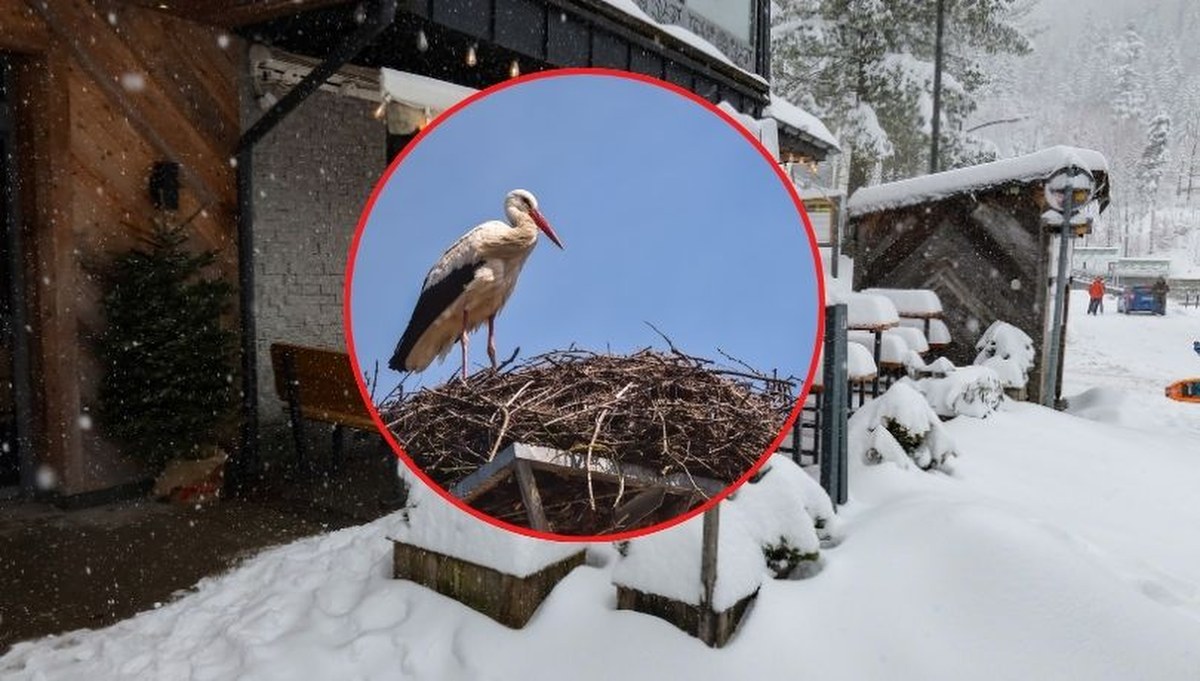 Zima zaskoczyła bociany na Podhalu. Czy ptaki przetrwają śnieg i mróz?