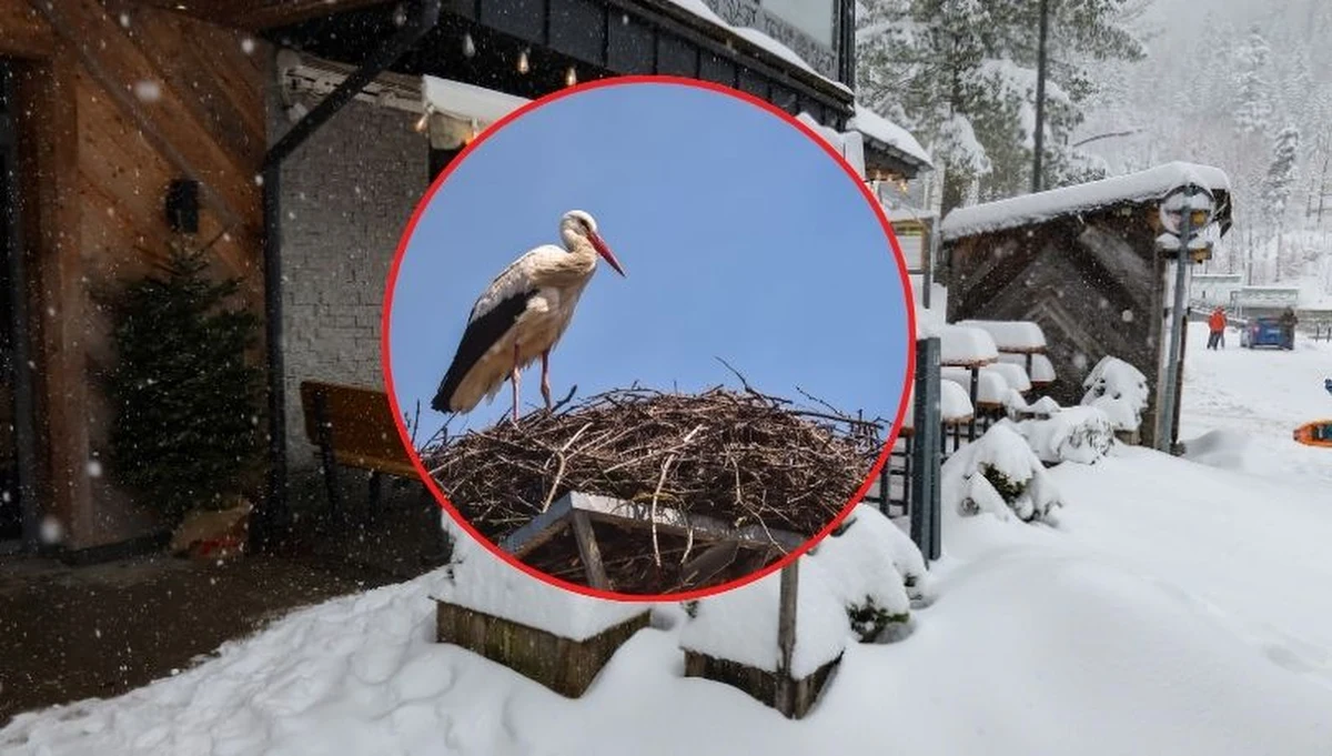 Na Podhalu zima nie powiedziała jeszcze ostatniego słowa. Śnieg i niskie temperatury zaskoczyły nie tylko mieszkańców regionu, ale także bociany, które właśnie wróciły z dalekiej migracji. Czy ptaki poradzą sobie w trudnych warunkach? Eksperci uspokajają, ale ostrzegają przed długotrwałym ochłodzeniem.