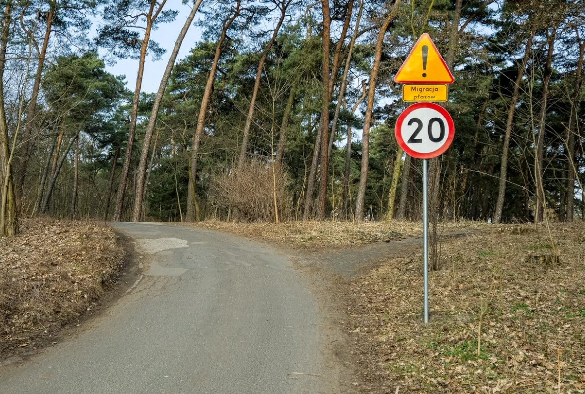 W Poznaniu kierowcy muszą przygotować się na czasowe zamknięcia kilku ulic. Powodem są wiosenne migracje płazów, które właśnie teraz wyruszają do zbiorników wodnych na okres godowy. Ograniczenia w ruchu będą obowiązywać do połowy kwietnia, głównie w godzinach wieczornych i nocnych.