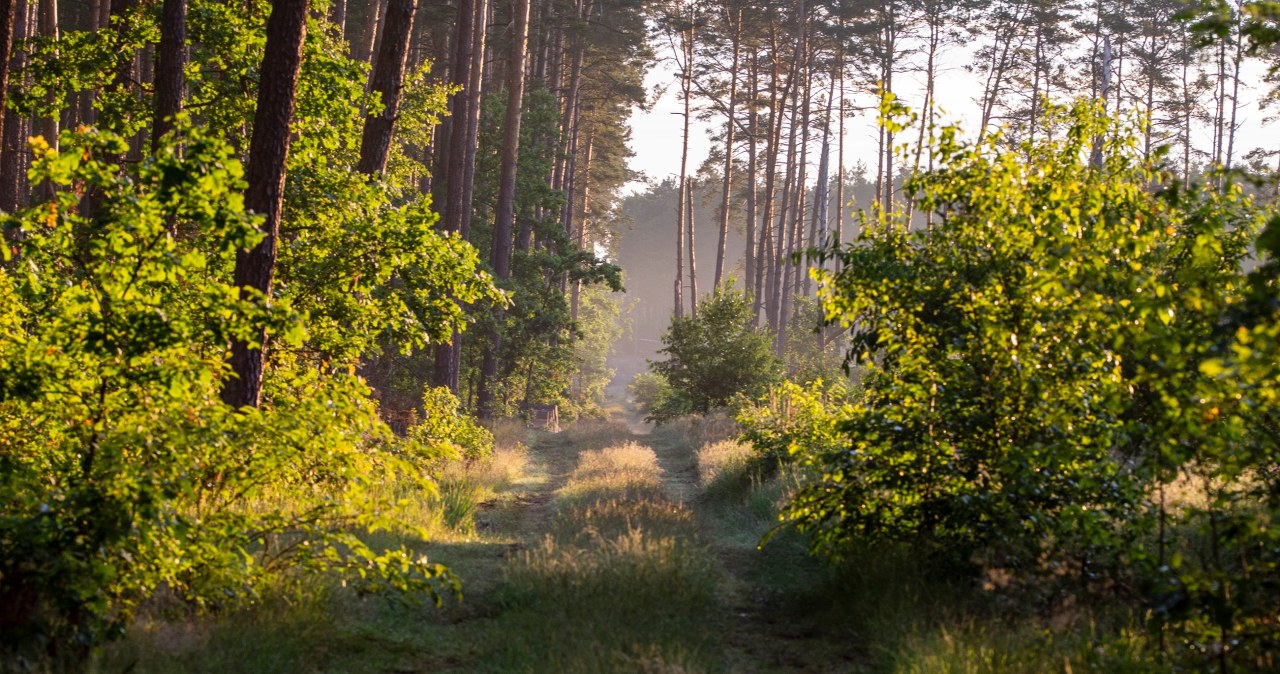 W Polsce rośnie lesistość. Ale to nie wskaźnik dobrego stanu lasów W Polsce rośnie lesistość. Ale to nie wskaźnik dobrego stanu lasów