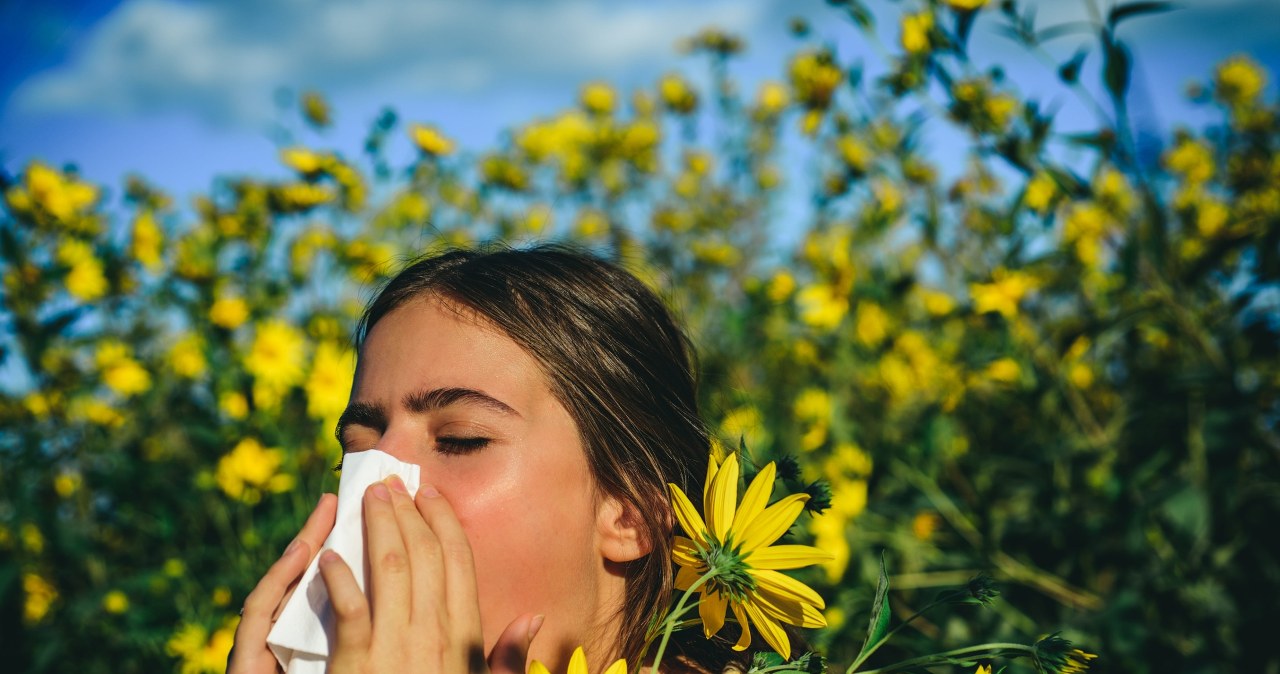 Pyłki brzozy czy leszczyny stały się bardziej agresywne . Źle to wygląda Pyłki brzozy czy leszczyny stały się bardziej agresywne . Źle to wygląda