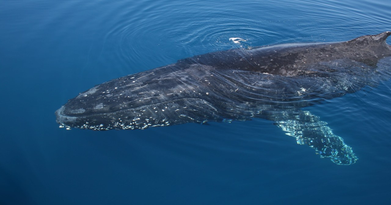 Czy w Bałtyku są wieloryby? Przypływają coraz częściej. To zły znak Czy w Bałtyku są wieloryby? Przypływają coraz częściej. To zły znak