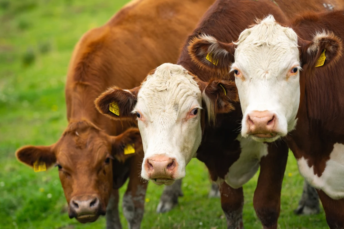 Minister rolnictwa Stefan Krajewski poinformował w Brukseli, że Polska prowadzi rozmowy na temat wprowadzenia klauzul ochronnych dla krajowych producentów wołowiny w ramach negocjowanej umowy handlowej między Unią Europejską a Australią. Jak podkreślił, polscy hodowcy wołowiny należą do grup najbardziej narażonych na negatywne skutki tego porozumienia.