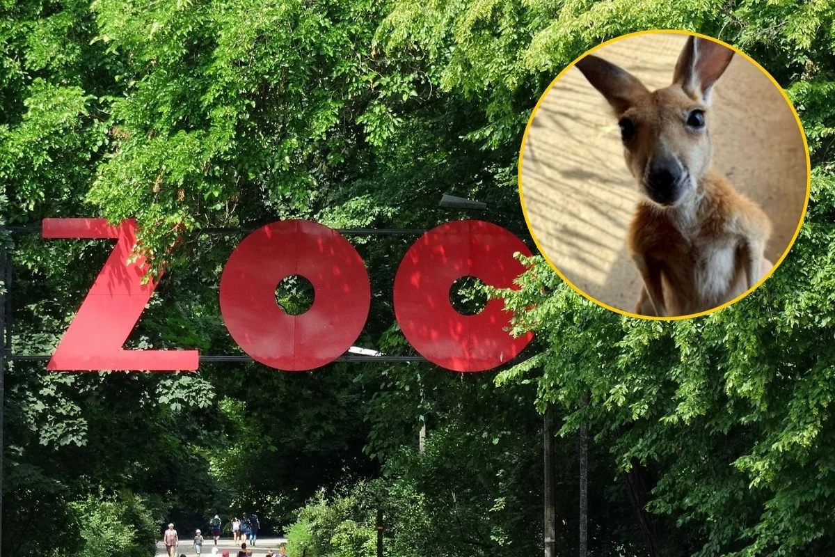 ​Latem 2025 roku w warszawskim ogrodzie zoologicznym przyszła na świat samiczka kangura rudego, której los od pierwszych dni wisiał na włosku. Dzięki determinacji i zaangażowaniu opiekunów Stefcia, bo tak dziś nazywa się młoda kangurzyca, nie tylko przeżyła, ale również rozwija się prawidłowo.