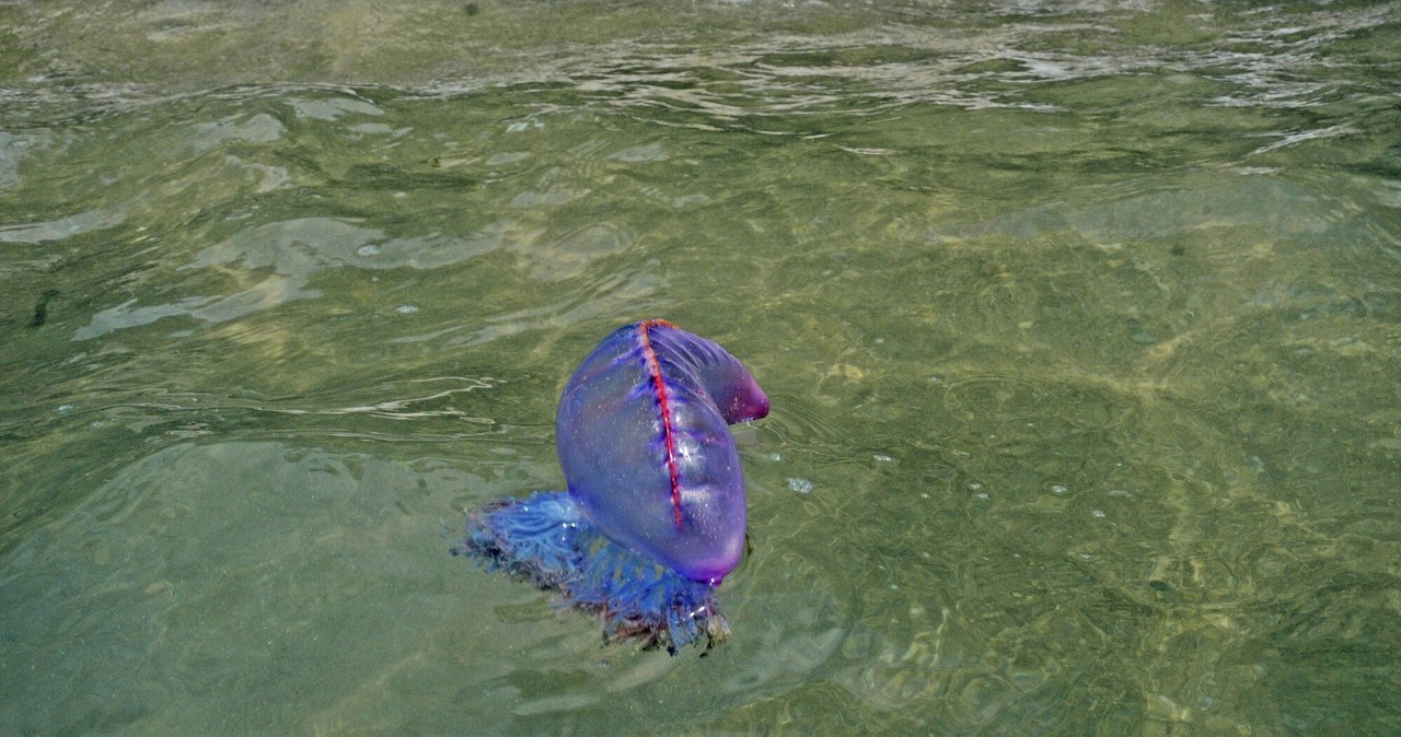 Żeglarz portugalski wygląda jak galareta. Na plaży omijaj go z daleka