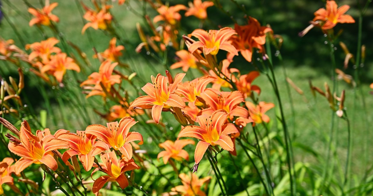 Trzy sposoby na "łyse placki". Zapełnią pustą przestrzeń na 30 lat