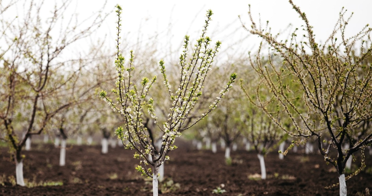 Jak uratować drzewa owocowe po zimie? Sposób na pękniętą korę