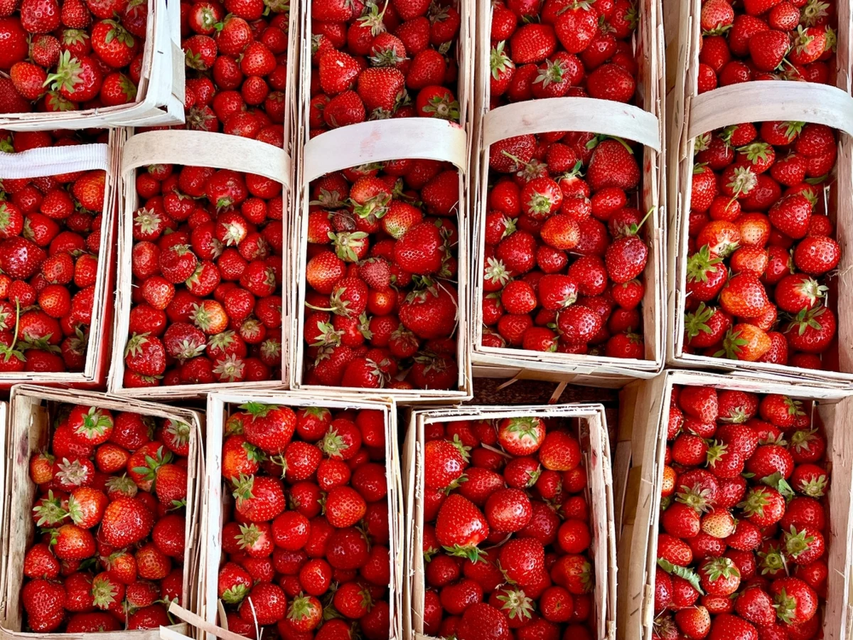 Pierwsze polskie truskawki mogą pojawić się już za miesiąc. Tak przewidują plantatorzy, z którymi rozmawiał dziennikarz RMF FM Michał Dobrołowicz.