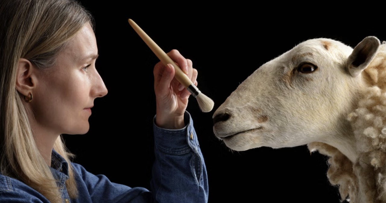 Owca, która zmieniła naukę. Morag trafiła na stałą ekspozycję w muzeum