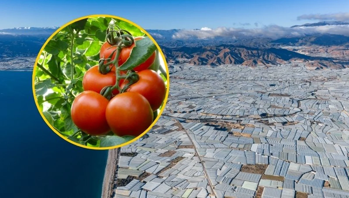 Na południu Hiszpanii powstało niezwykłe "morze plastiku" – największe na świecie skupisko szklarni, które przez cały rok zaopatruje Europę w warzywa. Region rok rocznie dostarcza miliony ton pomidorów, bakłażanów czy ogórków na stoły mieszkańców Starego Kontynentu. A jeszcze pół wieku temu była w tym miejscu pustynia. Dziś ten swoisty warzywnik jest tak gigantyczny, że widać go na zdjęciach satelitarnych. 