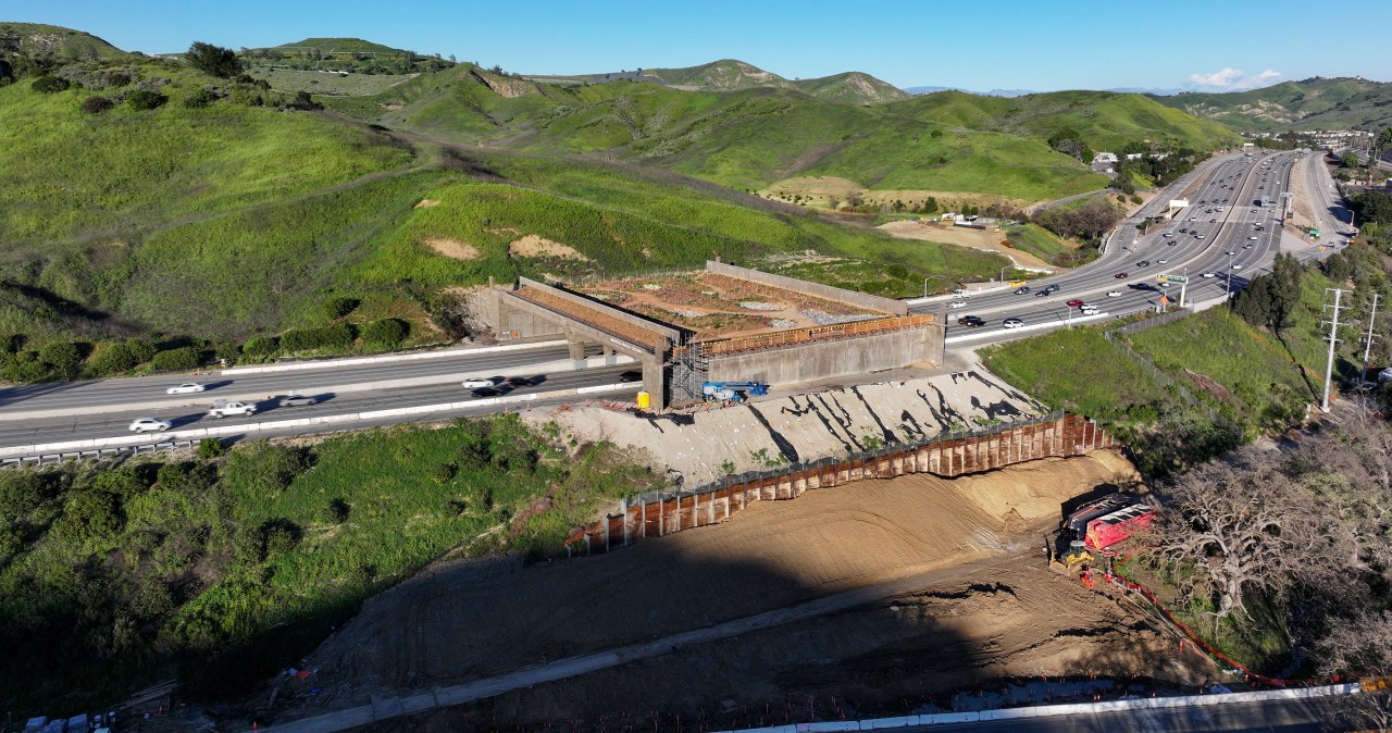 To największy most dla zwierząt. Powstaje nad 10-pasmową drogą