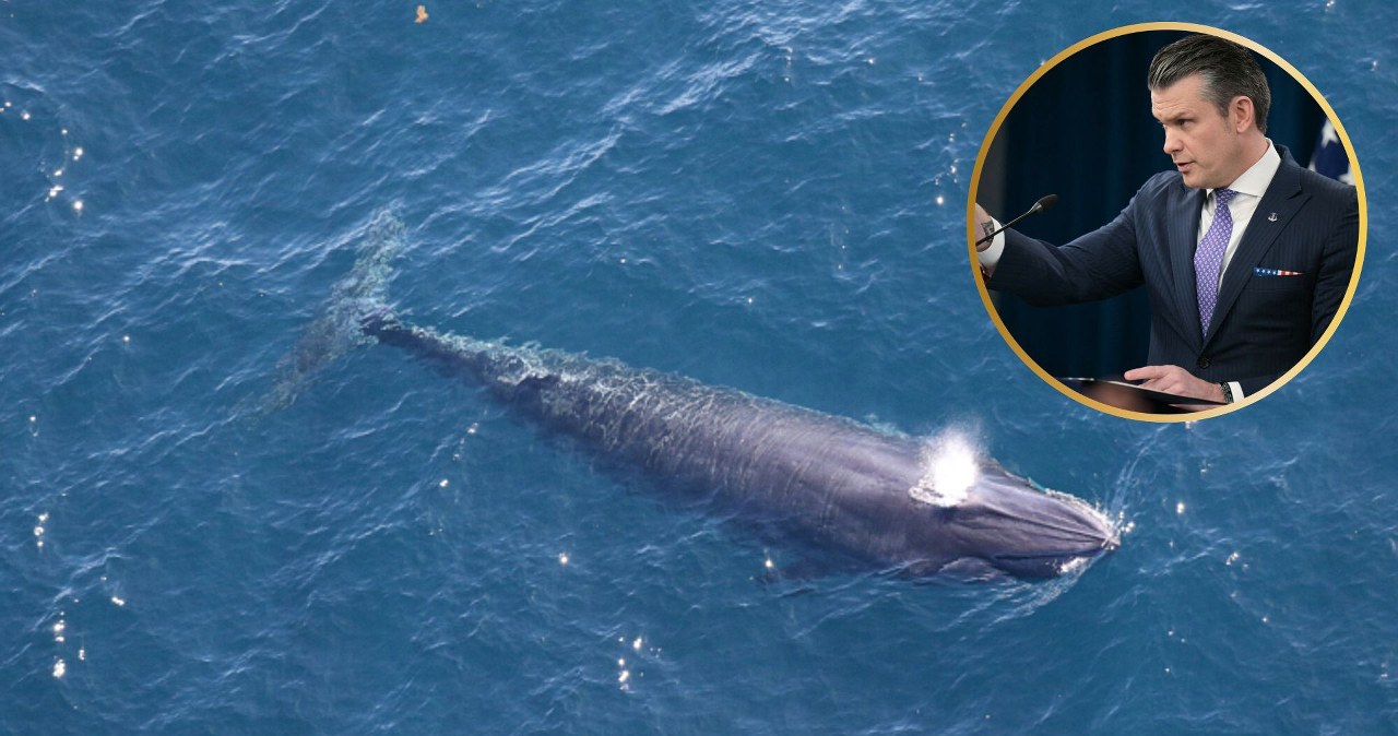 Na świecie są tylko 44 takie wieloryby. USA wytępią je w imię ropy Na świecie są tylko 44 takie wieloryby. USA wytępią je w imię ropy