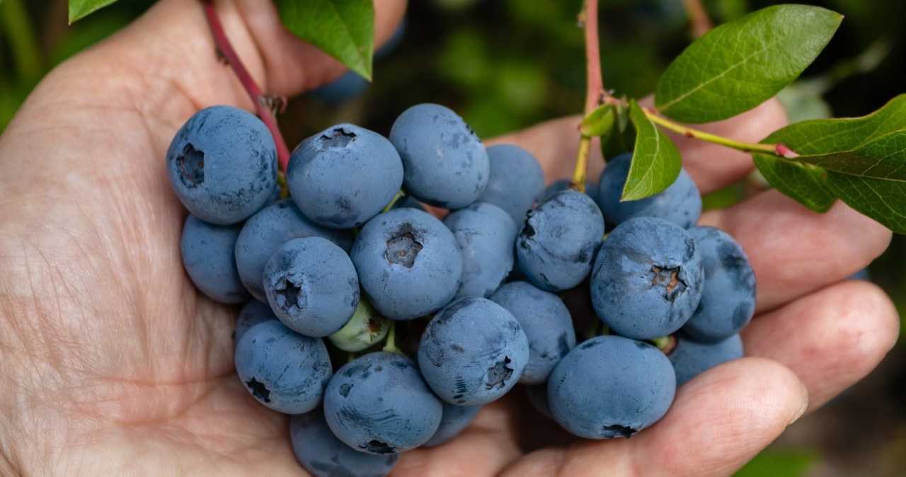 Podlewam tym borówkę w kwietniu. Latem ugina się od owoców