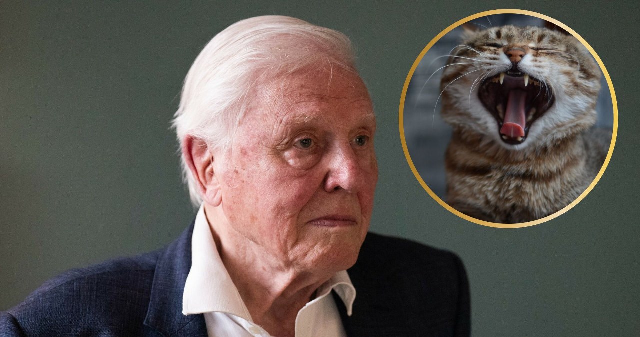 David Attenborough ma 99 lat. Jego nowy film pokaże złą stronę kotów
