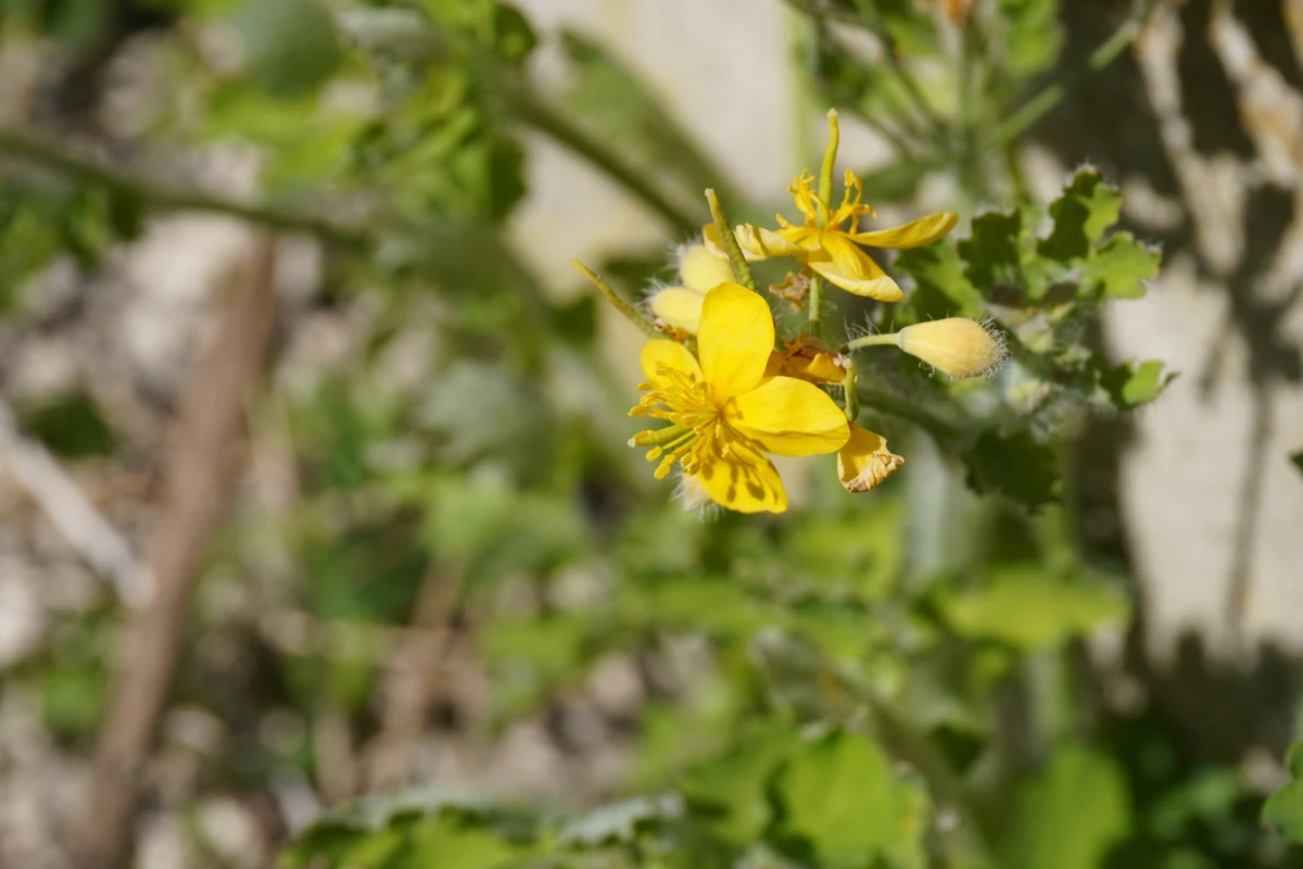 Ministerstwo Zdrowia podjęło decyzję o zakazie stosowania popularnej rośliny w tzw. lecznictwie ludowym. Resort zabronił stosowania glistnika - znanego również jako jaskółcze ziele czy złotnik - w produkcji żywności i suplementów diety. Decyzja jest podyktowana szkodliwym wpływem rośliny na organizm, m.in. na wątrobę.