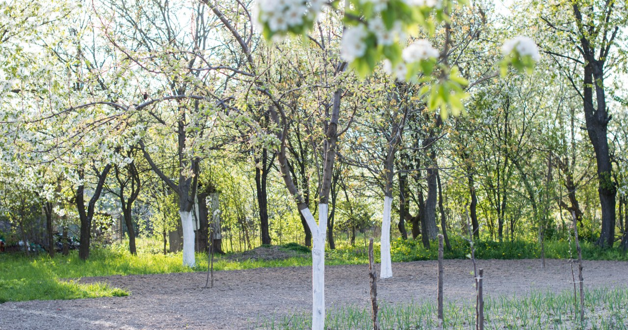 Rozsyp w kwietniu pod jabłonką. Owoce będą dorodne i soczyste