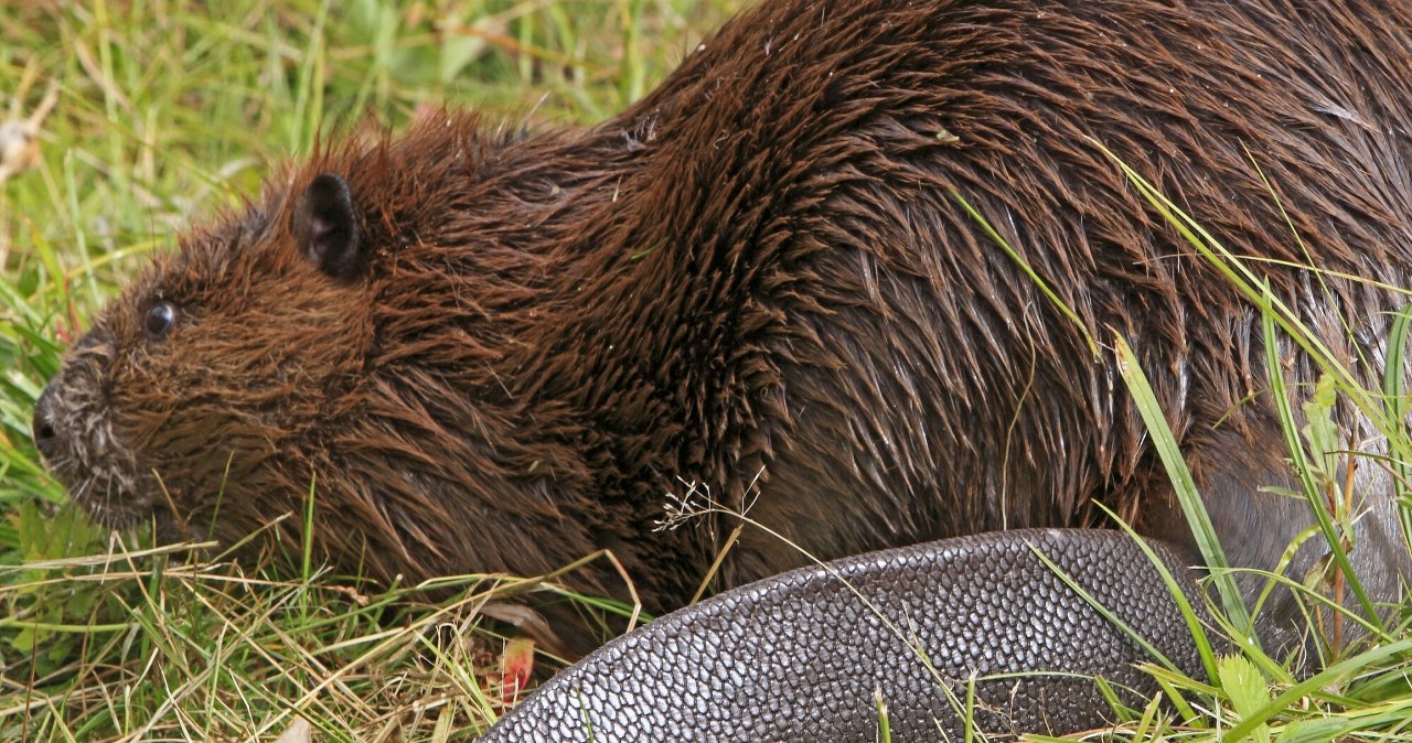 To Wielkanoc wykończyła bobra. Powodem był jego ogon To Wielkanoc wykończyła bobra. Powodem był jego ogon