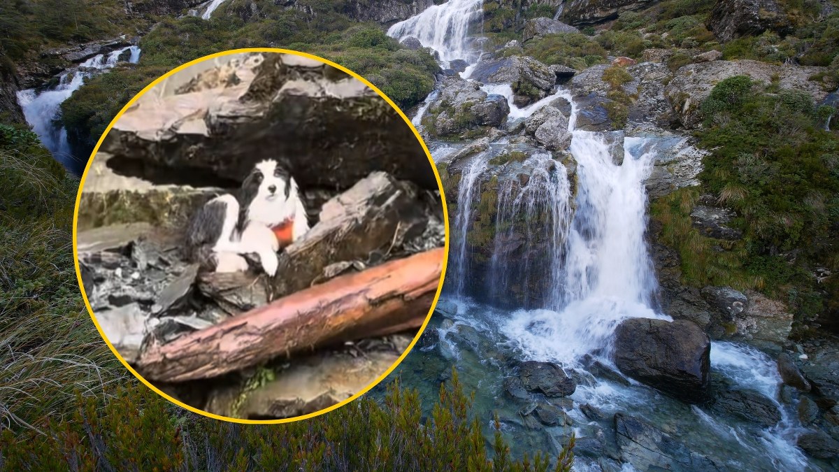 Mokra i wyczerpana czekała tydzień na właścicielkę. Poruszająca historia z happy endem