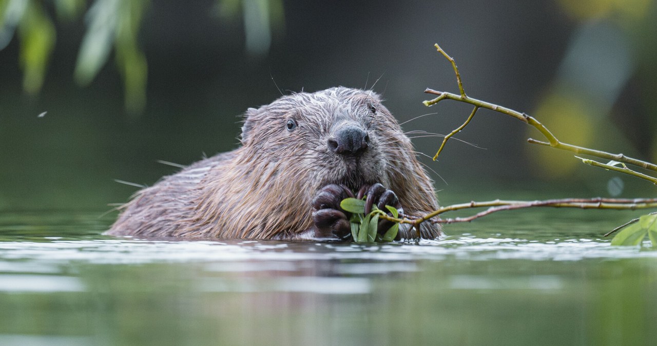 Leśnicy chcieli zabić 35 bobrów. W sprawie nastąpił nagły zwrot Leśnicy chcieli zabić 35 bobrów. W sprawie nastąpił nagły zwrot
