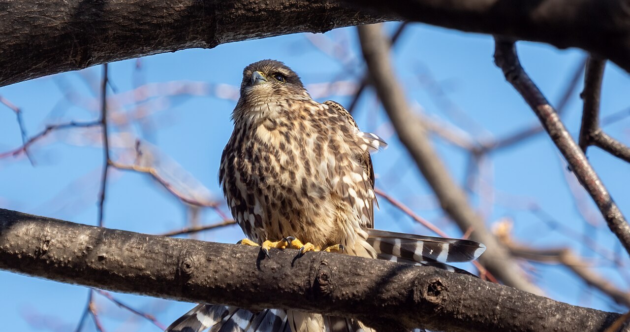 Najmniejszy z sokołów wymiera. Wkrótce może zniknąć zupełnie Najmniejszy z sokołów wymiera. Wkrótce może zniknąć zupełnie