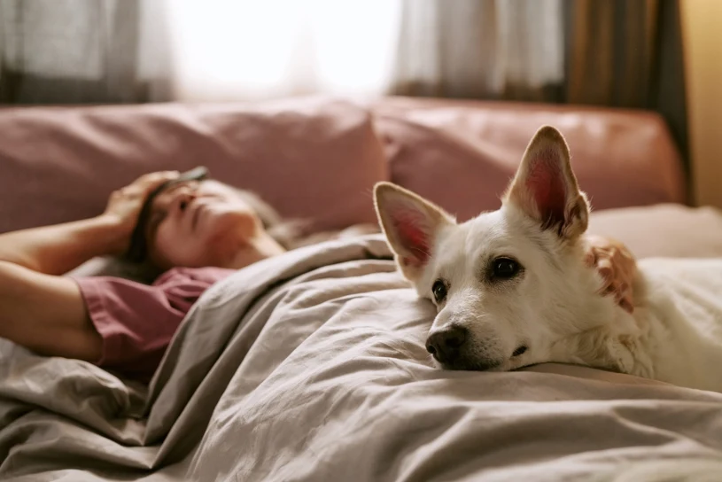 Twój pies wie, iż się budzisz, zanim otworzysz oczy. Oto dlaczego