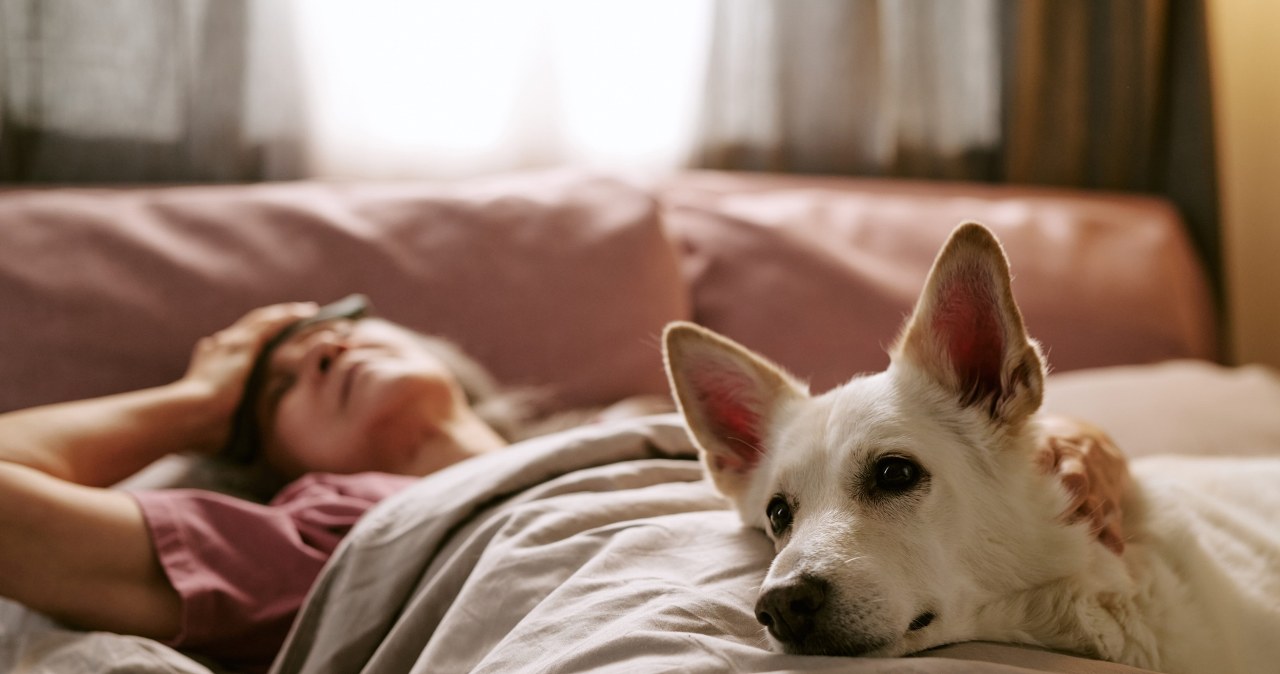 Twój pies wie, iż się budzisz, zanim otworzysz oczy. Oto dlaczego
