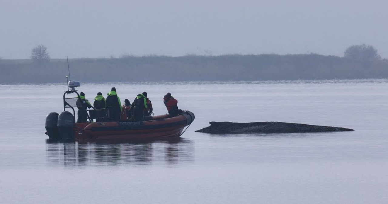 Humbak u wybrzeży Niemiec. "Zrobiliśmy wszystko, co w naszej mocy"