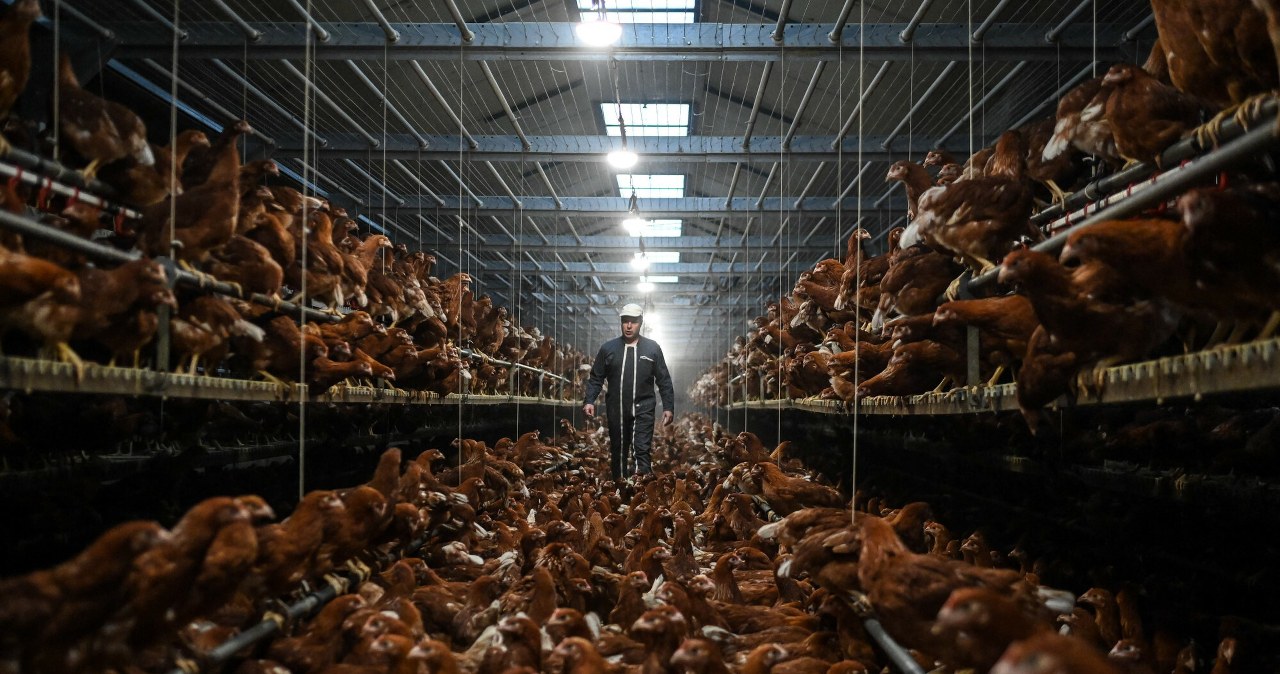 Jest ich trzy razy więcej niż ludzi. Ich przodek wciąż kryje się w lesie