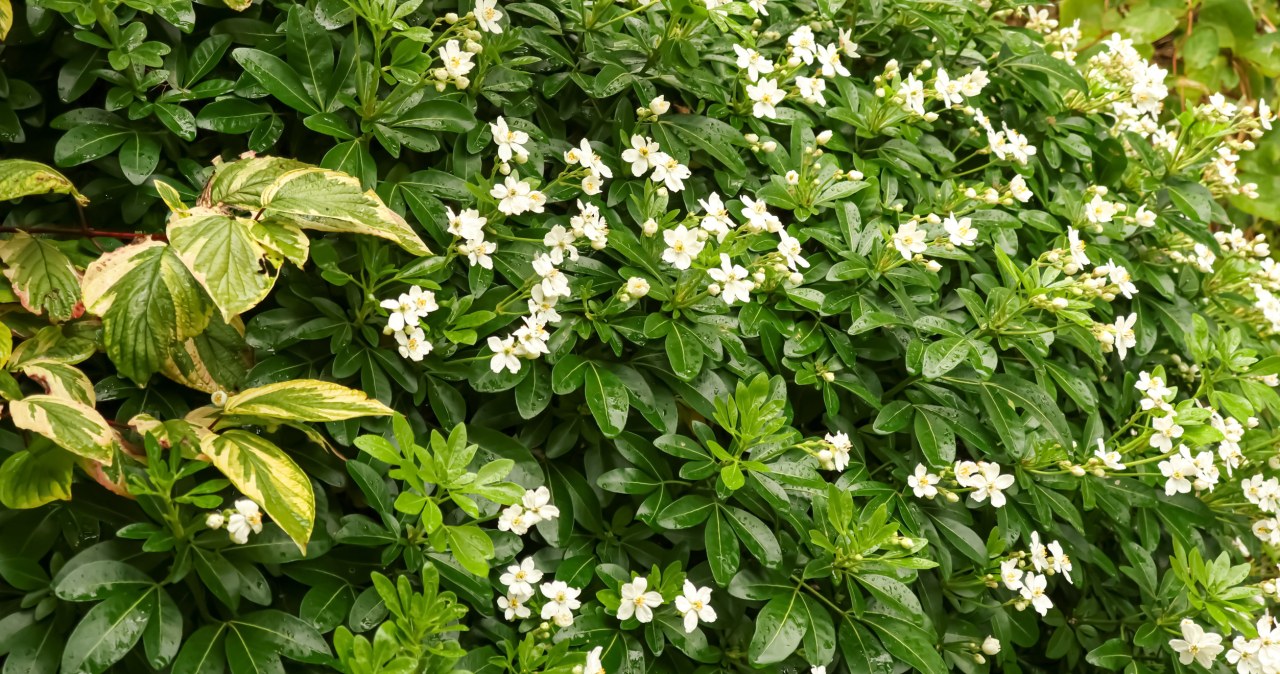 Tworzy gęsty żywopłot, który nie wymaga cięcia. Krzew pachnie cytrusami