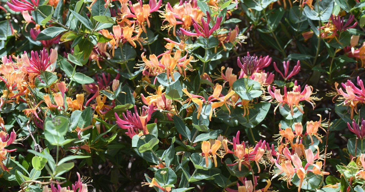 Stwórz kolorowy żywopłot. Wszyscy sąsiedzi będą zazdrościć ogrodzenia