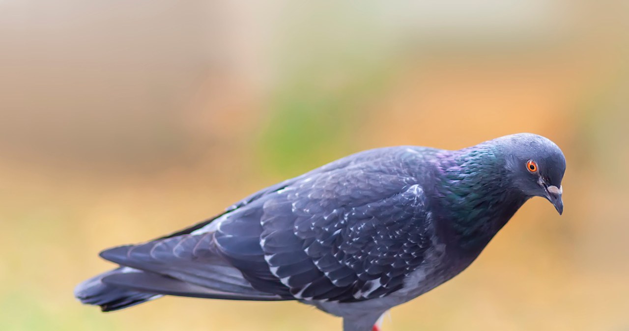 Gołębie nie znoszą tego widoku. Przestaną przesiadywać na balkonie